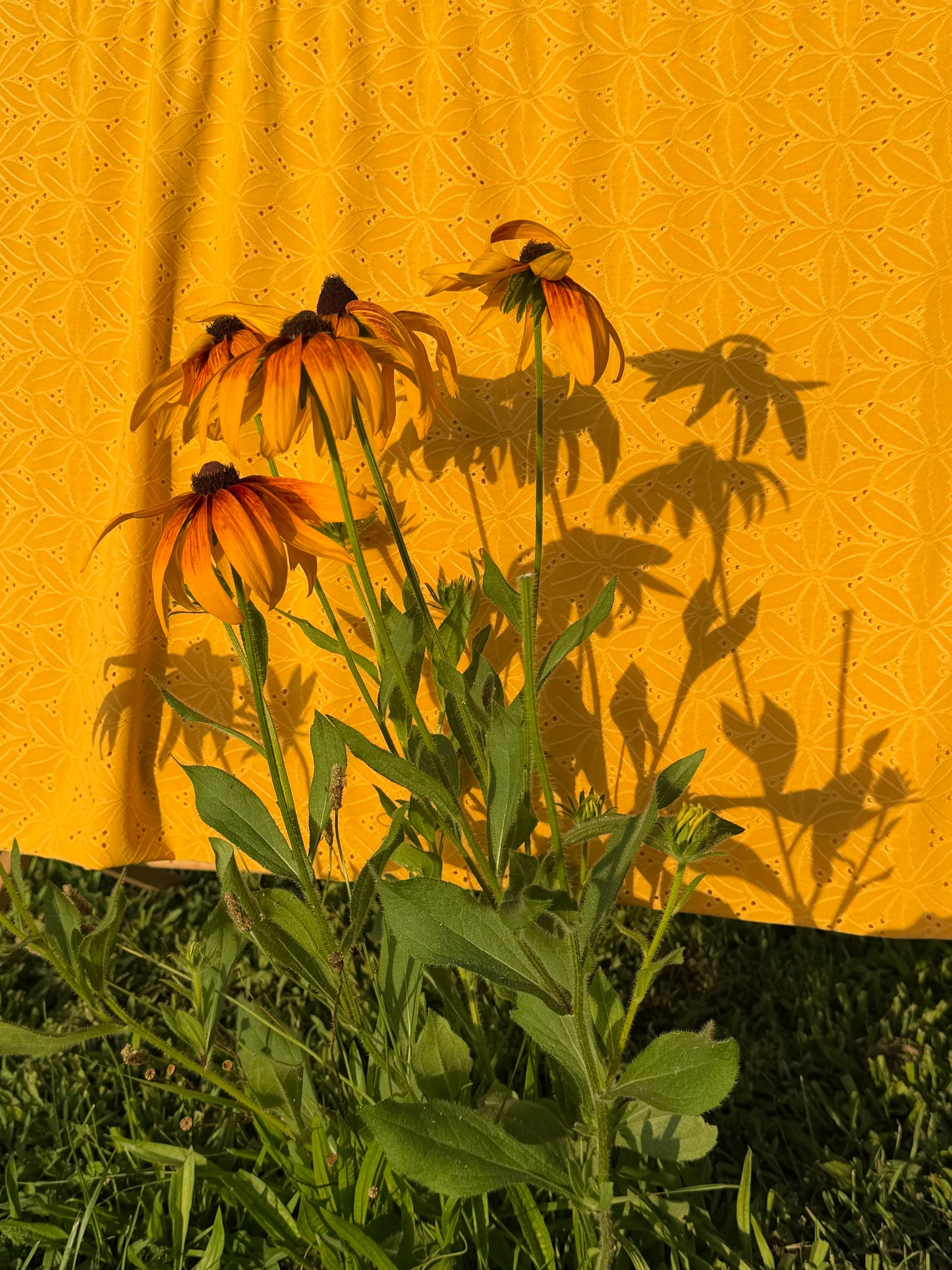 Honey Eyelet